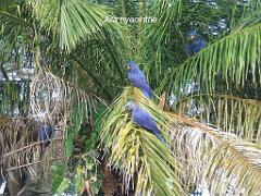 101PARC AUX OISEAUX DANS L AIN 2016 2_000015